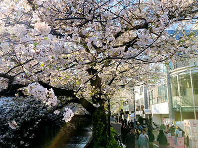 中目黒の桜