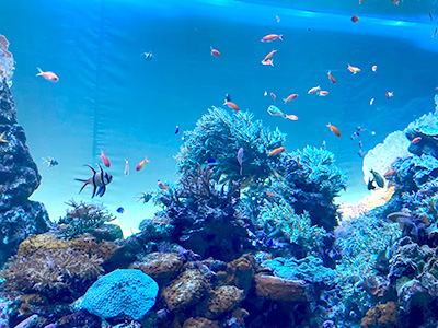 サンシャイン水族館の写真です♪綺麗な色のお魚が好きで毎年行ってます。