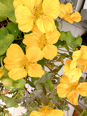 ガーデニングにハマっていて、食用のお花も育ててます★