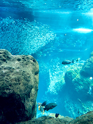 水族館での写真です。