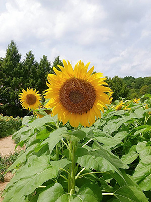 ひまわり見に行ってきました★