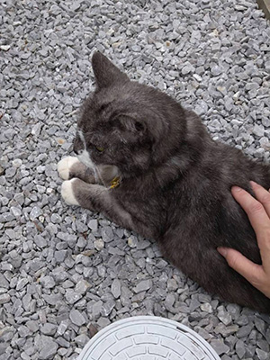 猫より犬派だけど、猫も可愛い♪