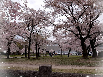 今年も桜が綺麗でした