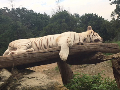 東武動物公園にてホワイトタイガー！気持ち良さそうにお昼寝中。